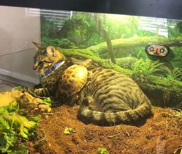 cool stuff and fascinating photos - cat turtle