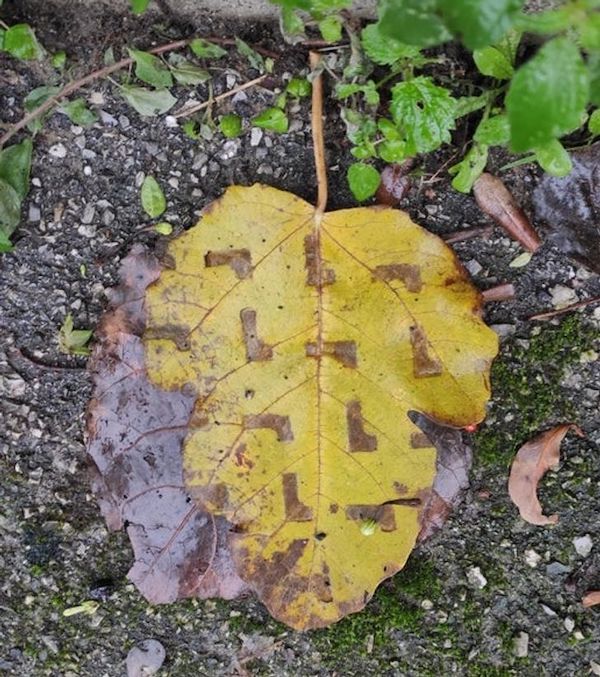 cool stuff and fascinating photos - leaf