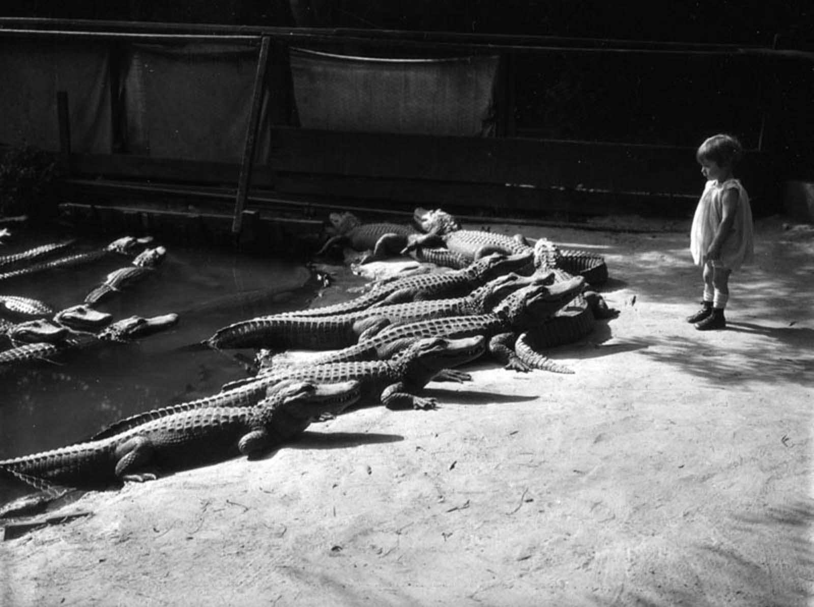 historical photos - los angeles alligator farm