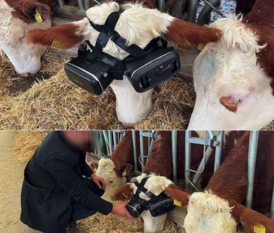 funny gaming memes - virtual reality cow