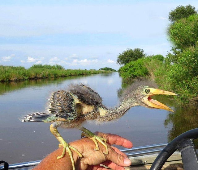 19 Insane Wildlife Photos to Remind You How Much Cooler The Wilderness Is