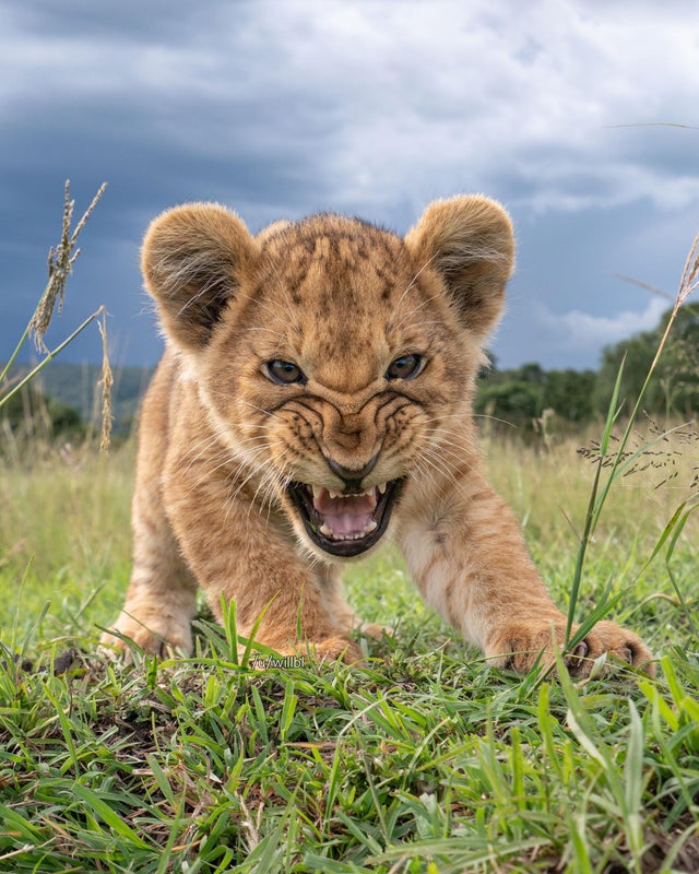 wildlife photos - nature is lit - snarling lions