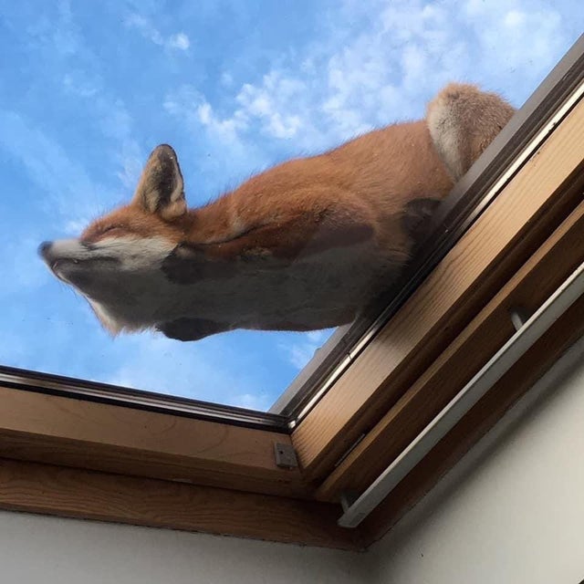 wildlife photos - nature is lit - fox sleeping on skylight