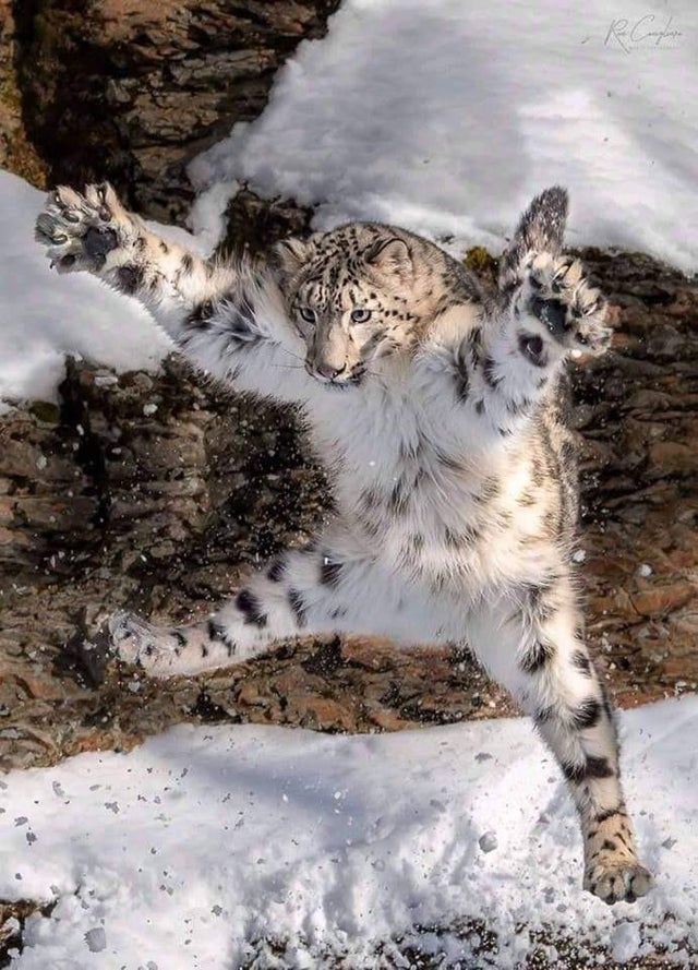 wildlife photos - nature is lit - snow leopard meme
