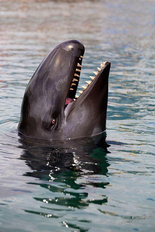 wildlife photos - nature is lit - false killer whale