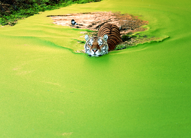 wildlife photos - nature is lit - swimming tiger