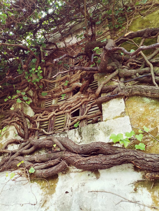 abandoned places - tree