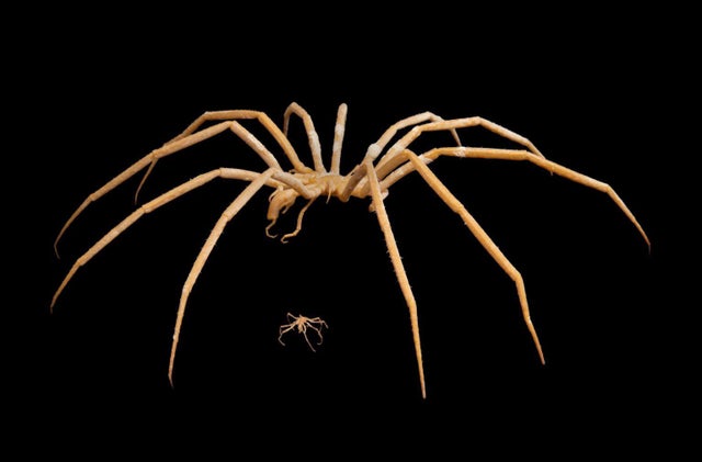 u/Flicksterea: <br> Decolopoda Australis - Giant Artic Sea Spider
