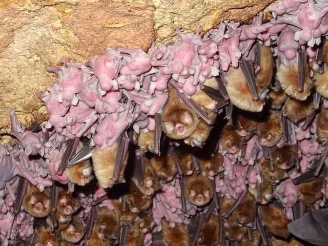 u/BeefKnees_: <br> This bat nursery