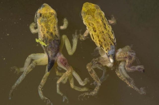 u/Perobita: <br> There is a parasite that infects tadpoles causing leg mutations.