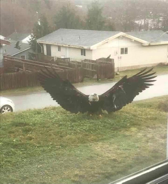u/xtuna88: <br> Giant eagle in Albert Bay, BC, Canada