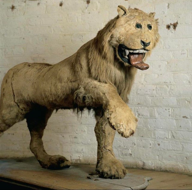 u/DMmeYourCat: <br> In 1731 King Frederick I of Sweden sent a taxidermist to his favorite lion that had died and this is what he received back.