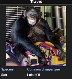 wikipedia vandalism - funny wikipedia edits - humberto hernandez fire hydrant - Travis Species Common chimpanzee Lots of it Sex