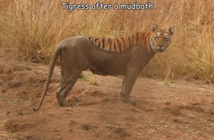 random photos - hybrid tiger - Tigress after a mudbath