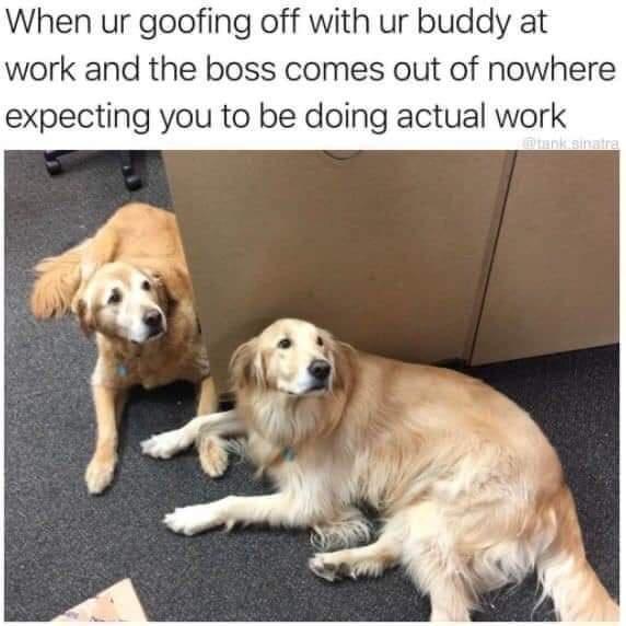 twitter memes - doggo hecc - When ur goofing off with ur buddy at work and the boss comes out of nowhere expecting you to be doing actual work kesinate