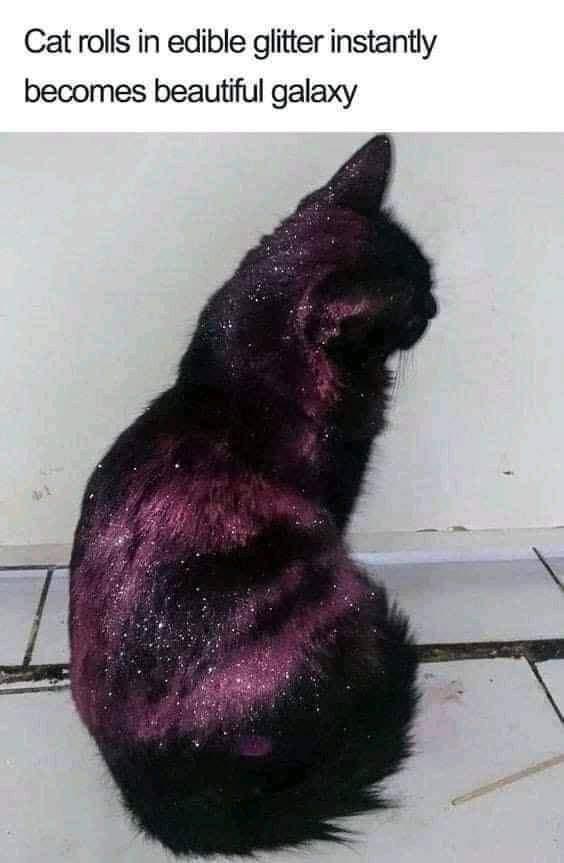 twitter memes - cat rolls in edible glitter - Cat rolls in edible glitter instantly becomes beautiful galaxy