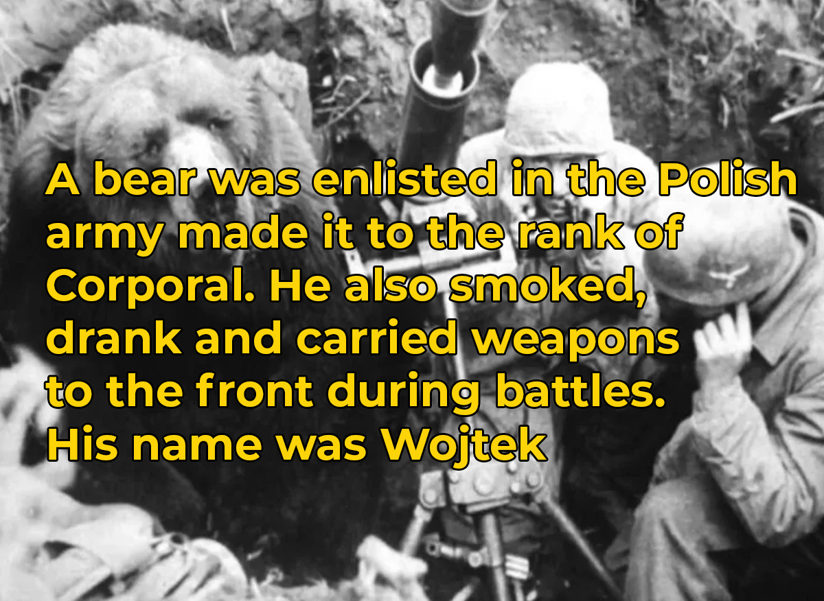 amazing facts - wojtek the bear - A bear was enlisted in the Polish army made it to the rank of Corporal. He also smoked, drank and carried weapons to the front during battles. His name was Wojtek