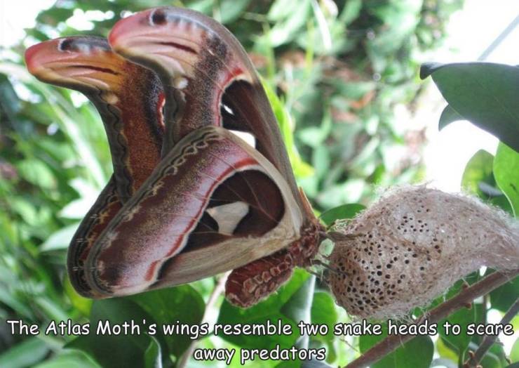random pics - atacos atlas - Darog The Atlas Moth's wings resemble two snake heads to scare away predators