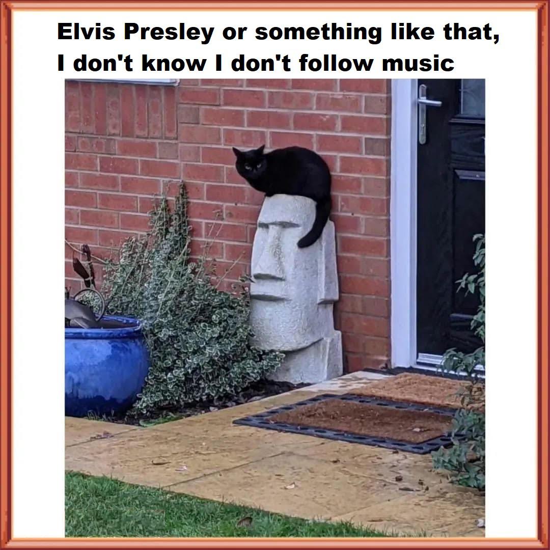 funny and dank memes  - cat makes the stone look like elvis - Elvis Presley or something that, I don't know I don't music