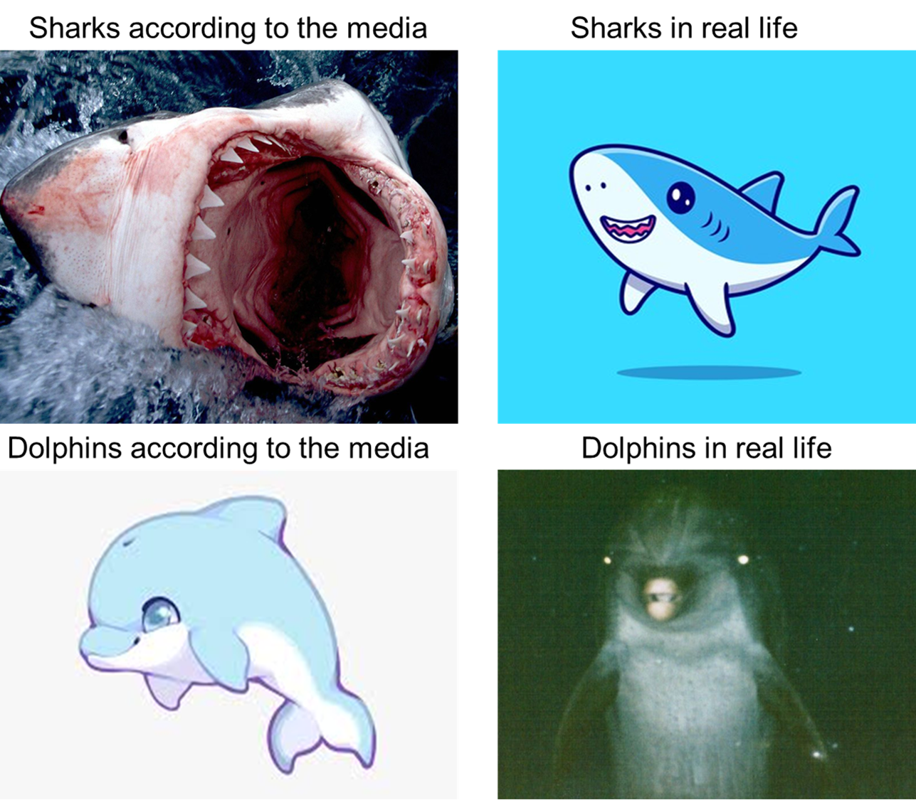 funny and dank memes  - Sharks - Sharks according to the media Sharks in real life Dolphins according to the media Dolphins in real life