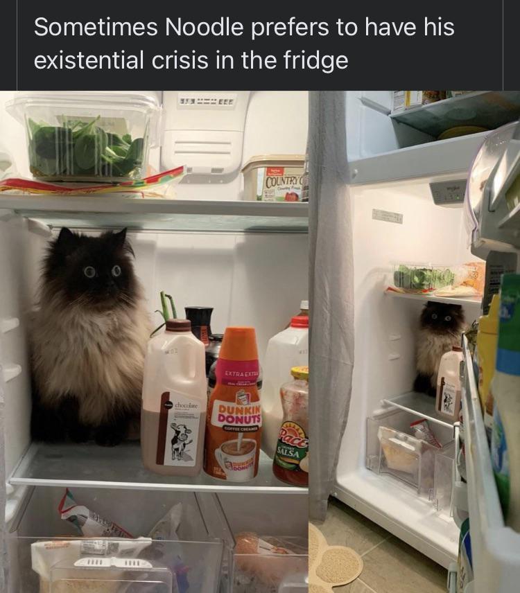 funny and dank memes  - sometimes noodle likes to have his existential crisis in the fridge - Sometimes Noodle prefers to have his existential crisis in the fridge Colintryc Extracto chocolae Dunkin Donuts Pacts Salsa Pr 18