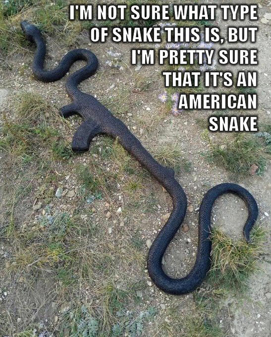 funny and dank memes  - snak 47 meme - I'M Not Sure What Type Of Snake This Is, But I'M Pretty Sure That It'S An American Snake