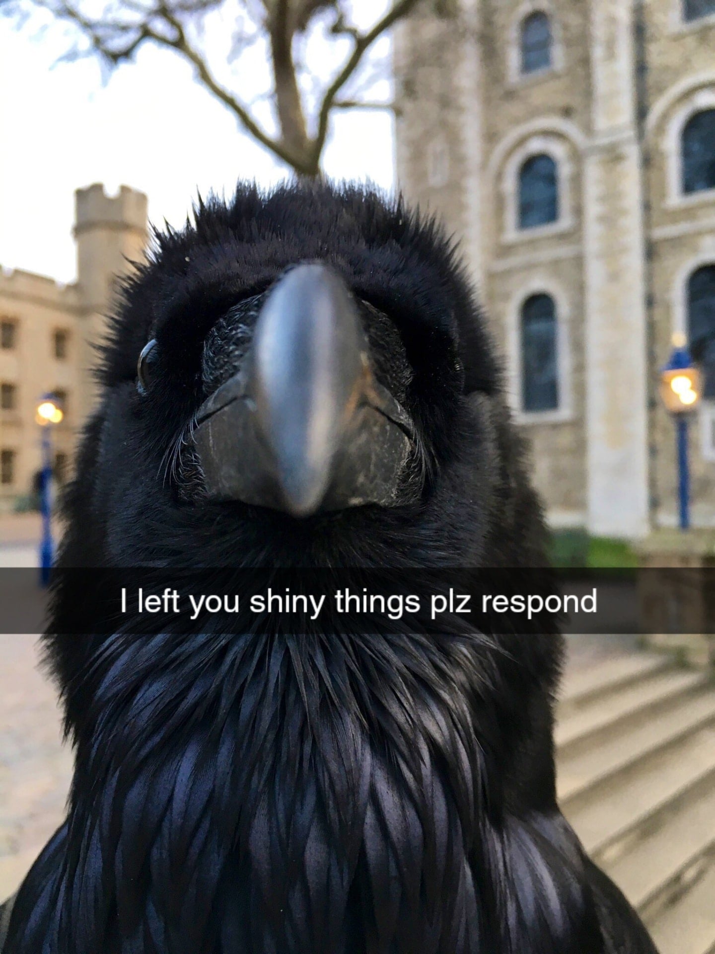 dank memes - ravens at the tower of london - I left you shiny things plz respond