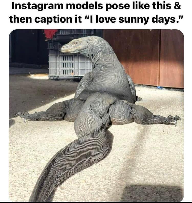dank memes - thicc monitor lizard - Instagram models pose this & then caption it "I love sunny days."