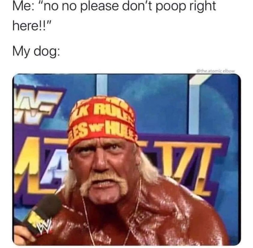 random memes and pics - hulk hogan angry - Me "no no please don't poop right here!!" My dog atomic elbow Ik Ry Swat A