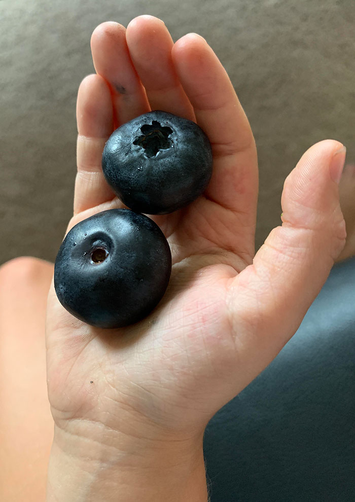 people who hit the food lottery - giant blueberries
