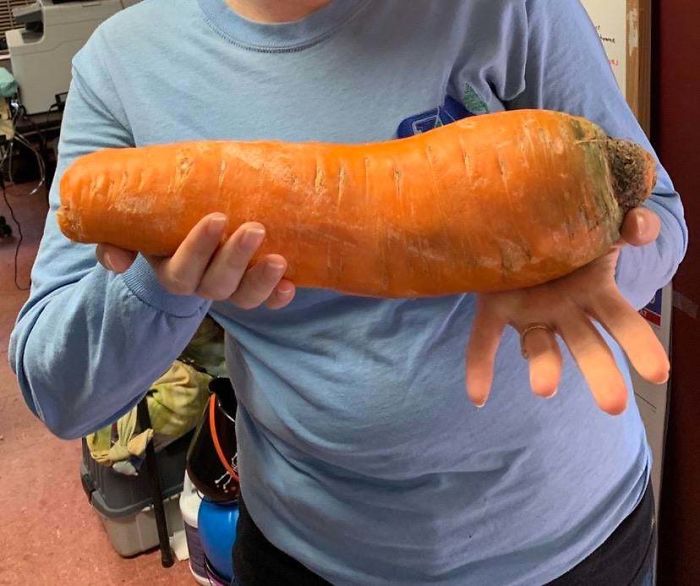people who hit the food lottery - carrot butt plug