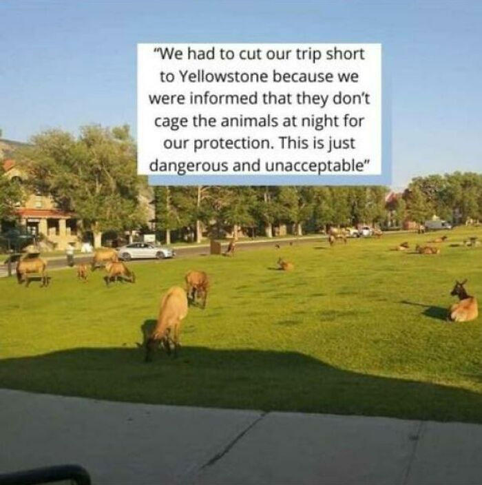 super entitled people - they dont cage the yellowstone animsls - "We had to cut our trip short to Yellowstone because we were informed that they don't cage the animals at night for our protection. This is just dangerous and unacceptable"