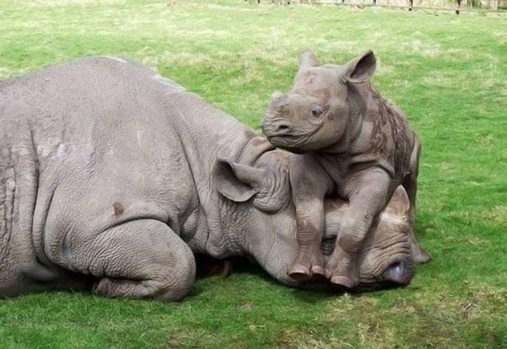 funny pics and random photos - cute rhino