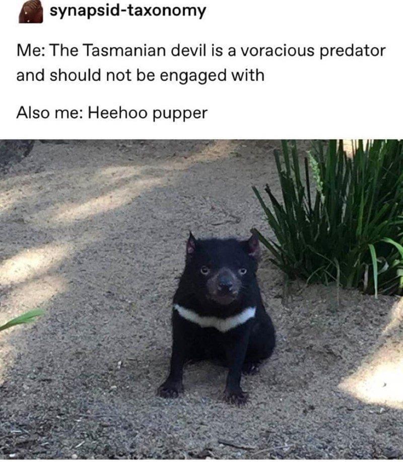 monday morning randomness - tasmanian devil meme - synapsidtaxonomy Me The Tasmanian devil is a voracious predator and should not be engaged with Also me Heehoo pupper