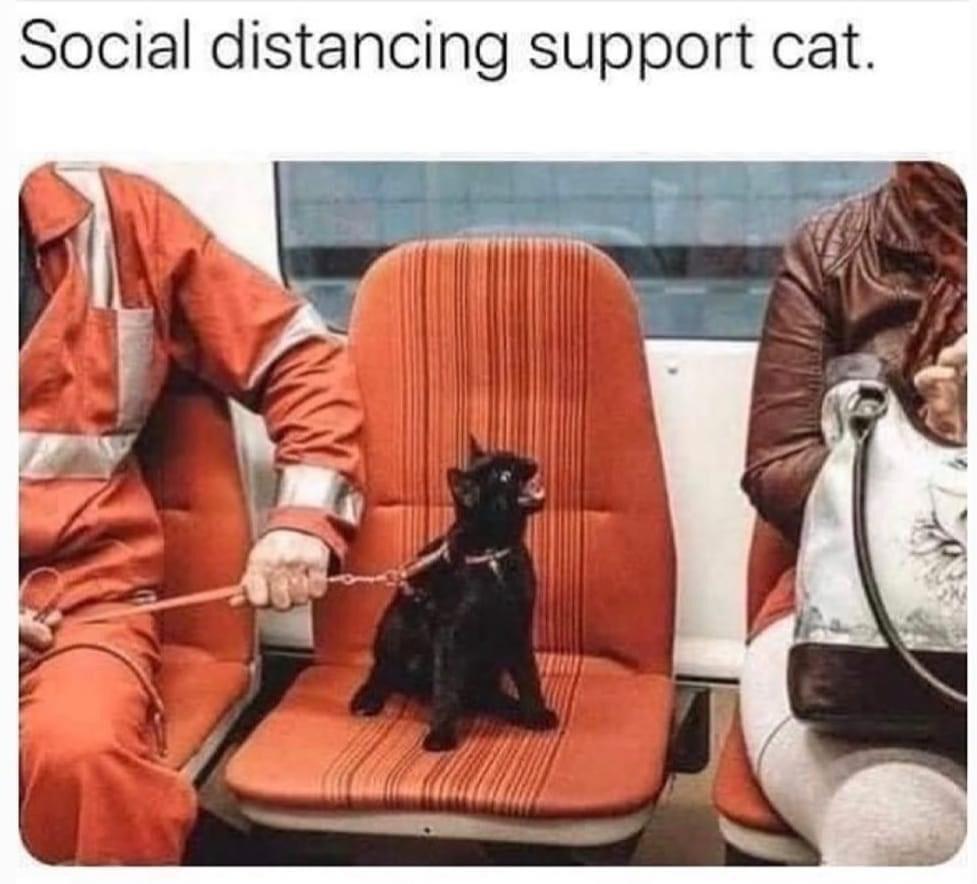 monday morning randomness - social distancing support cat - Social distancing support cat.