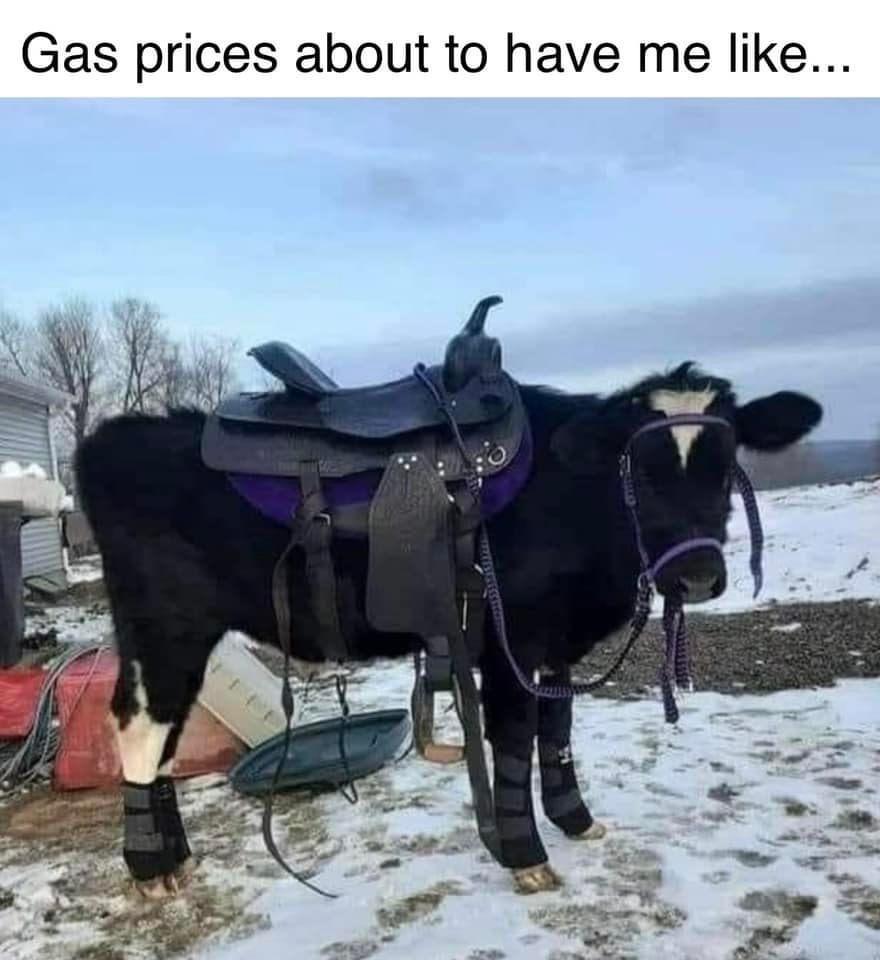 monday morning randomness - Gas prices about to have me ...