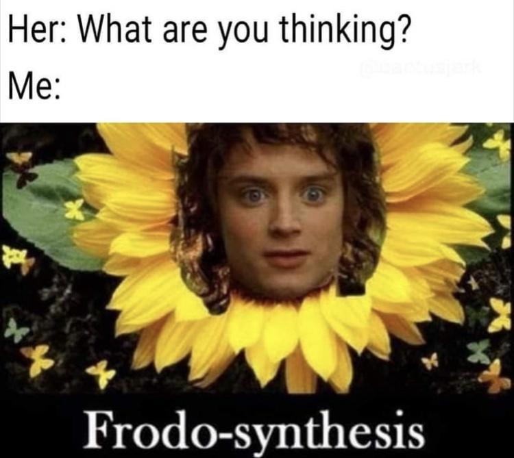 monday morning randomness - lord of the rings memes - Her What are you thinking? Me Frodosynthesis