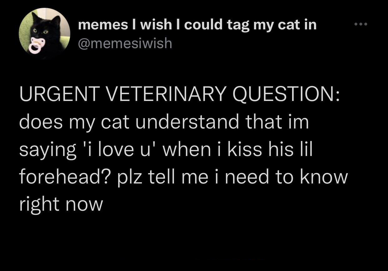 funny tweets and twitter memes - atmosphere - memes I wish I could tag my cat in Urgent Veterinary Question does my cat understand that im saying 'i love u' when i kiss his lil forehead? plz tell me i need to know right now