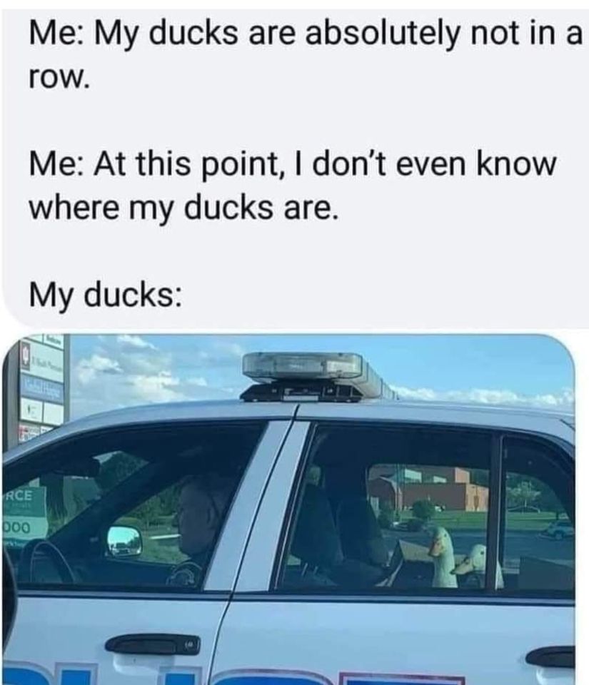 monday morning randomness - peace was never an option meme - Me My ducks are absolutely not in a row. Me At this point, I don't even know where my ducks are. My ducks Rce Doo