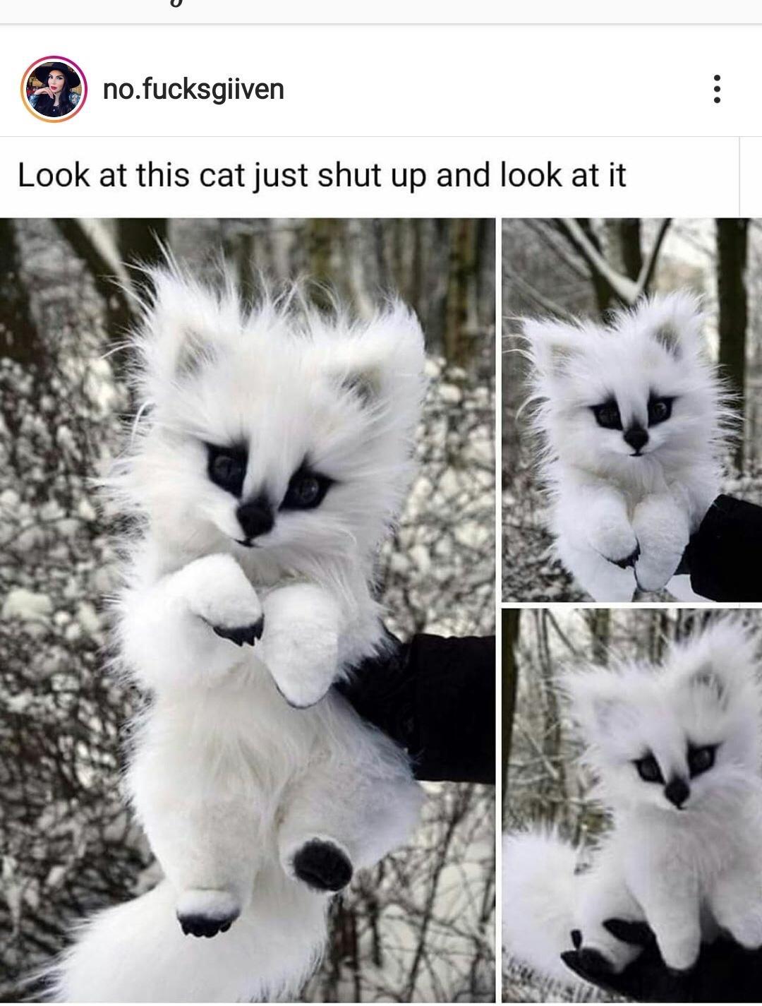 monday morning randomness - direwolf white puppy wolf toy - no.fucksgiiven Look at this cat just shut up and look at it