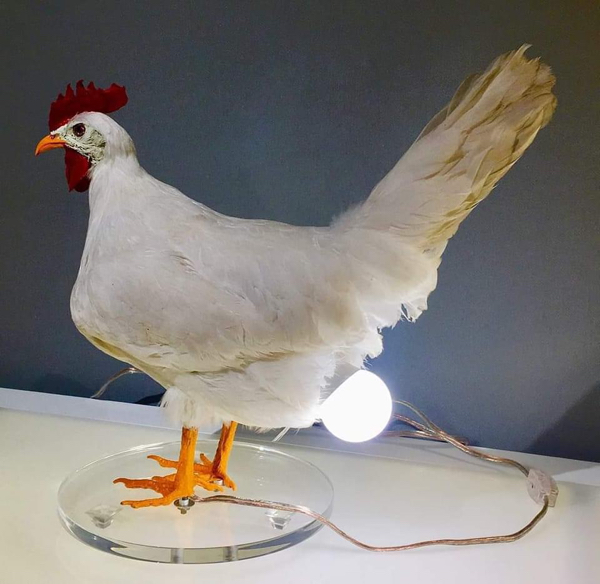 Which came first, the chicken or the light bulb?