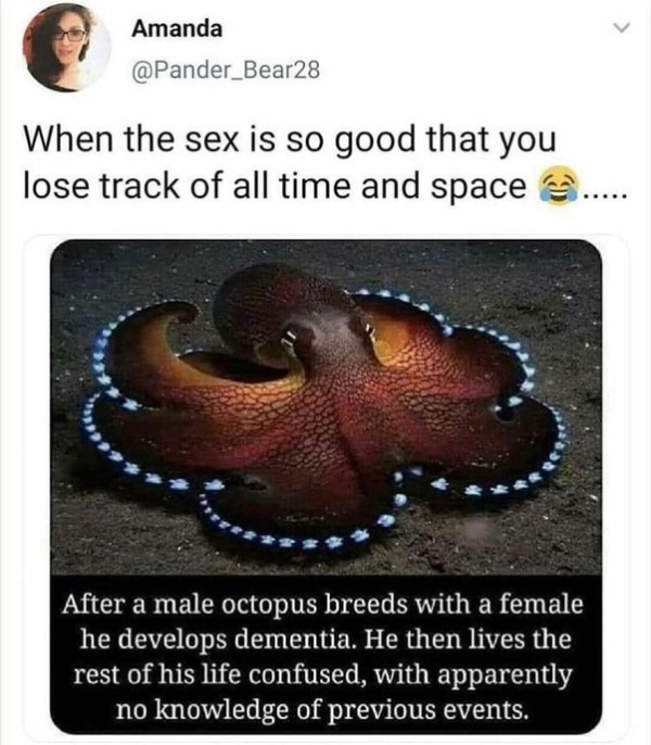 dirty memes - male octopus meme - Amanda When the sex is so good that you lose track of all time and space After a male octopus breeds with a female he develops dementia. He then lives the rest of his life confused, with apparently no knowledge of previou