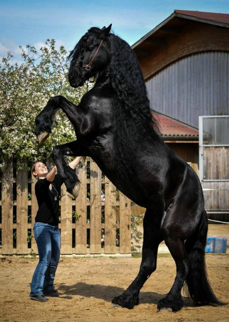 cool random pics - big friesian horse