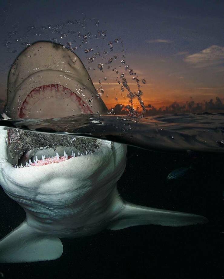 cool random pics - jim abernethy shark