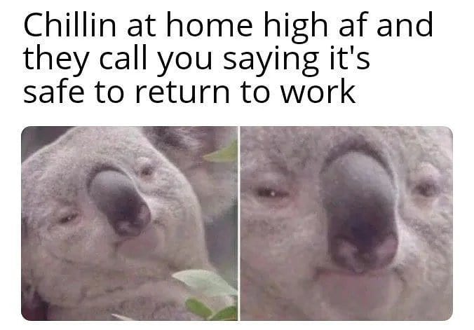 work memes - zoom memes - Chillin at home high af and they call you saying it's safe to return to work