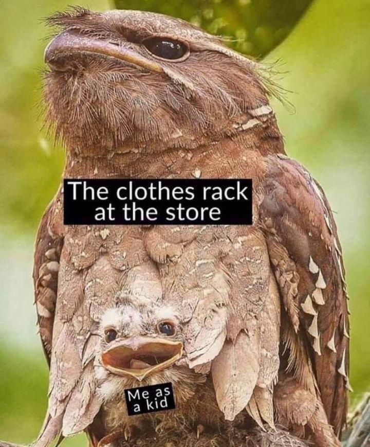 monday morning randomness - frogmouth bird - The clothes rack at the store M as a kid