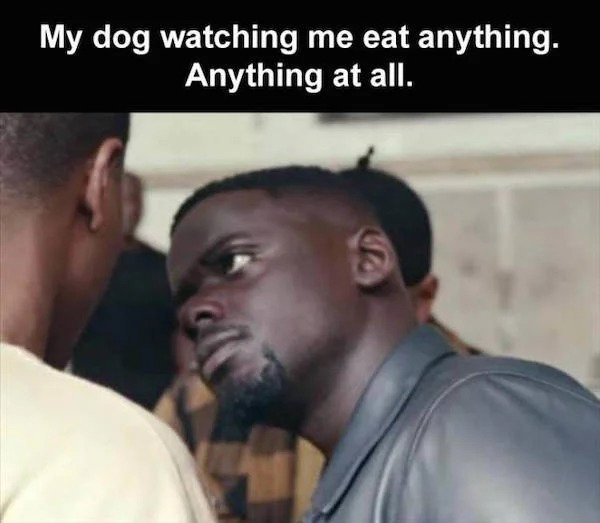 relatable memes -coaching and mentoring - My dog watching me eat anything. Anything at all.