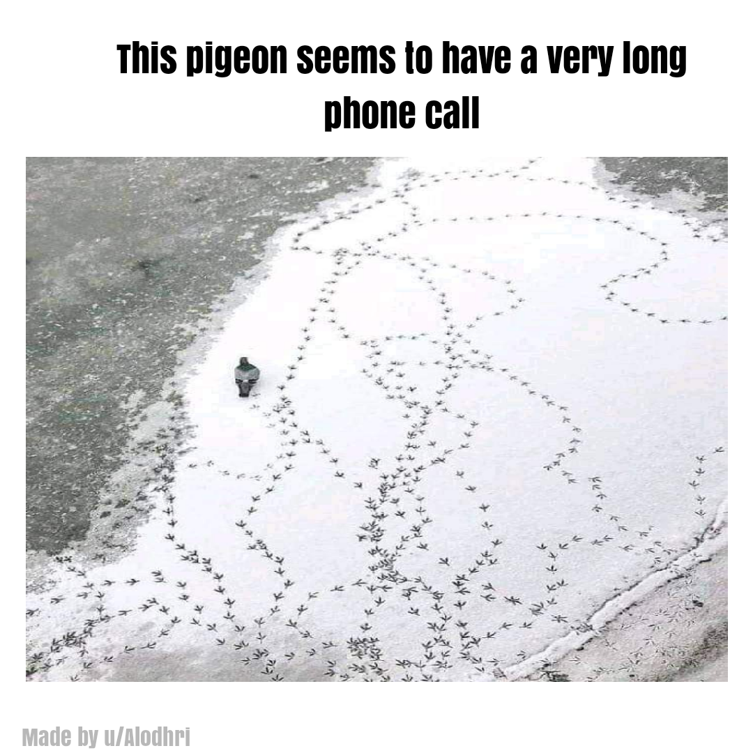 dank memes and funny pics - water resources - This pigeon seems to have a very long phone call Made by uAlodhri