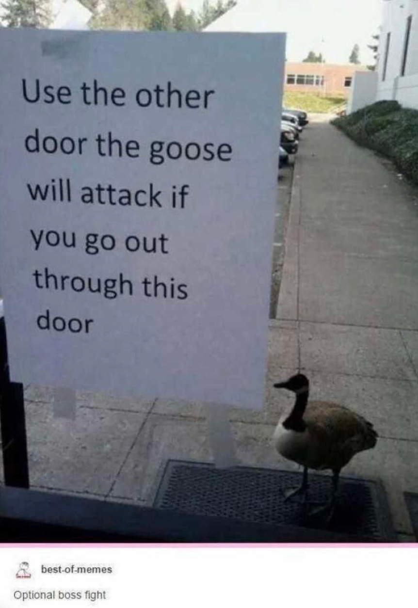 funny gaming memes - funny geese memes - Use the other door the goose will attack if you go out through this door best of memes Optional boss fight