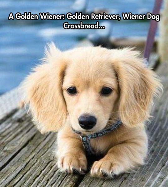 awesome randoms  - golden retriever dachshund - A Golden Wiener Golden Retriever, Wiener Dog Crossbread...